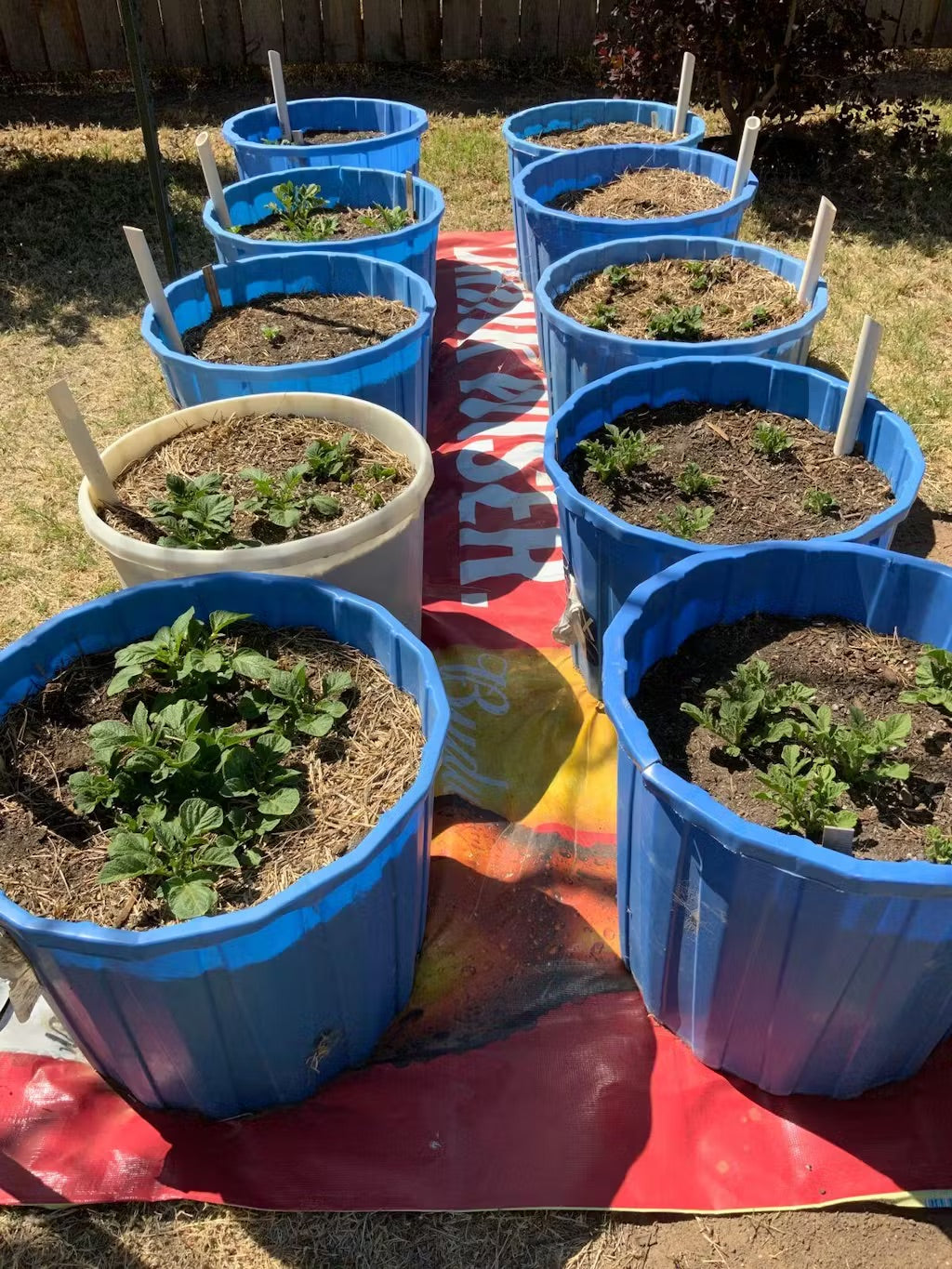 Upcycled vinyl billboard tarp used as a ground cover beneath rows of blue plastic planters in an outdoor garden